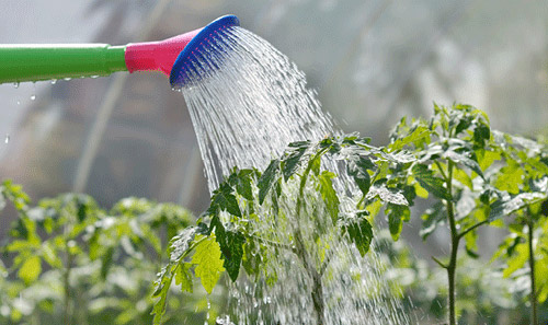 Cham soc vuon : Hiệu quả khi chăm sóc vườn bằng nước tiểu