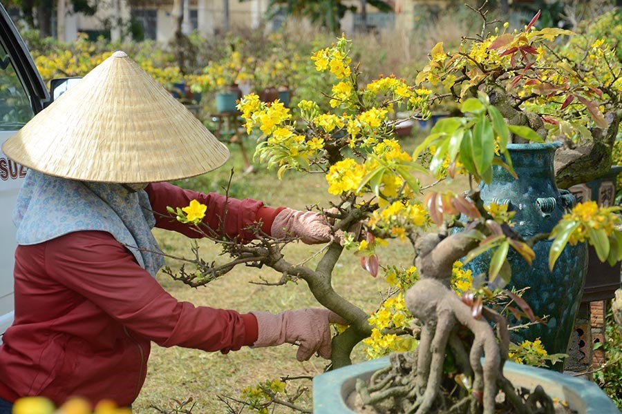 Cách chăm sóc cây mai vàng bị yếu chuẩn bị chào Xuân 2021 - Agri.vn