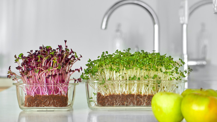 Kỹ thuật trồng rau mầm trên đất đơn giản, hiệu quả ngay tại nhà