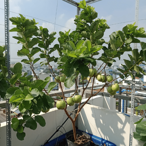 Kỹ thuật trồng ổi trong chậu cho trái sai trĩu quả
