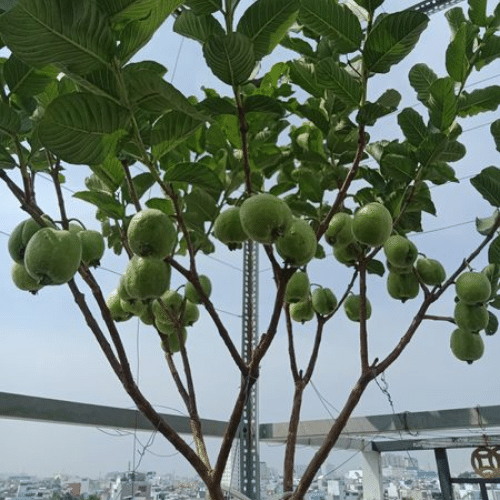Kỹ thuật trồng ổi trong chậu cho trái sai trĩu quả