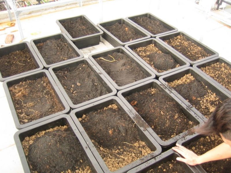 Cách xử lý đất trước khi trồng rau