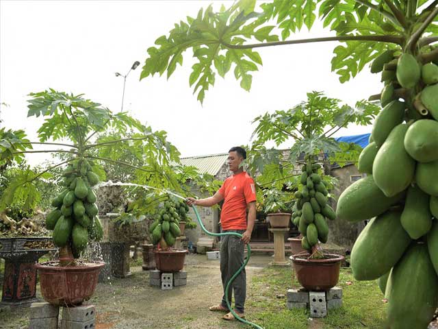 Cách trồng Đu Đủ trong chậu vừa làm cảnh lại có quả ăn - Fao.org.vn