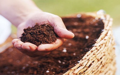 Cách làm đất hữu cơ trồng rau - Đơn giản hiệu quả
