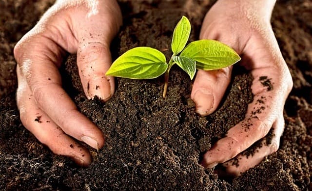 Tỷ lệ trộn đất trồng cây hiệu quả khi trồng rau sạch