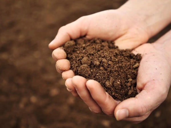 Hướng dẫn trồng rau bằng đất sạch tribat tại nhà hiệu quả nhất | Nông Nghiệp Phố