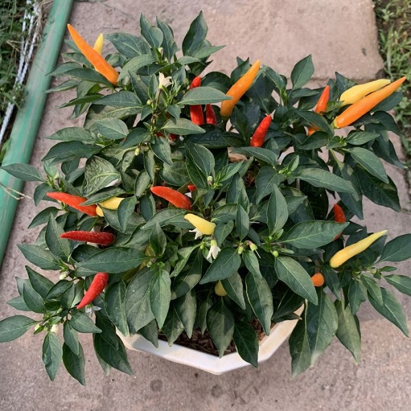 Cách trồng ớt trong chậu tại nhà đơn giản cho trái quanh năm