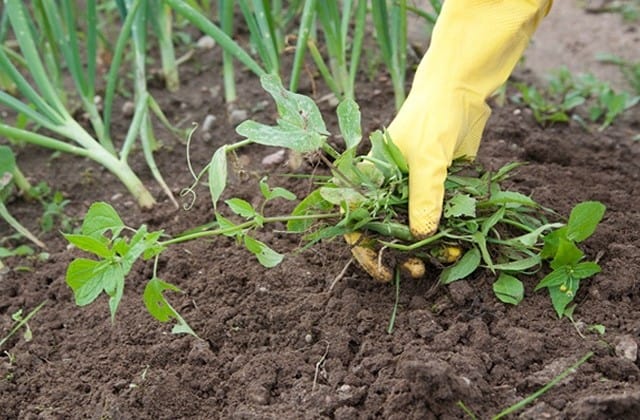 Hướng dẫn chi tiết cải tạo đất vườn trồng rau không tốn nhiều công sức