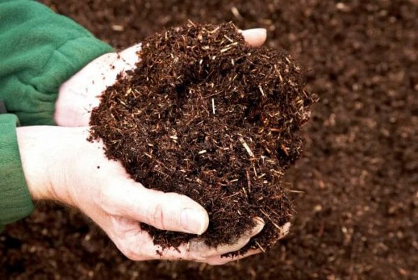 Cách cải tạo đất sét phát triển nông nghiệp - Thế giới giá thể, đất trồng  cây