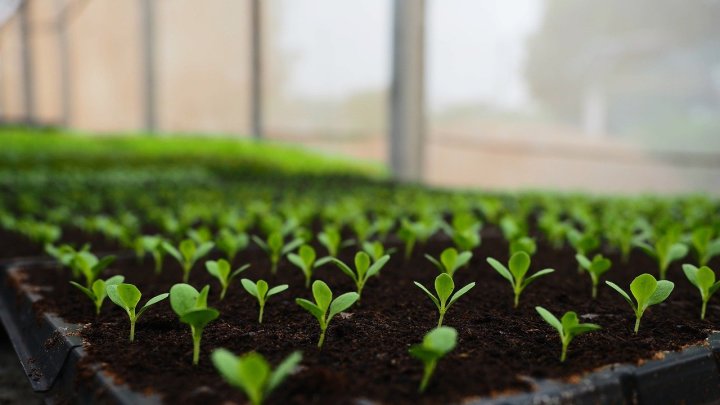 Kỹ thuật trồng rau mầm trên đất đơn giản, hiệu quả ngay tại nhà