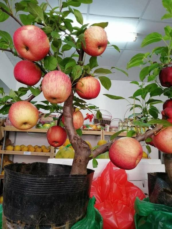 Trồng táo siêu lùn trong chậu cho quả sai trĩu | Tin tức Online