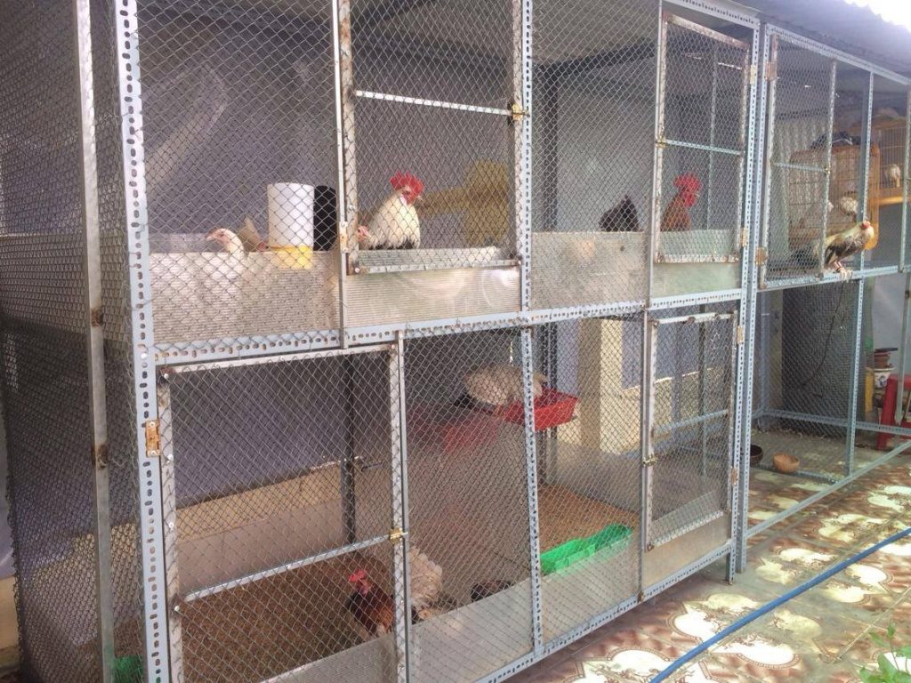 99 mẫu chuồng gà đơn giản, khoa học, đẹp và tiết kiệm chi phí.