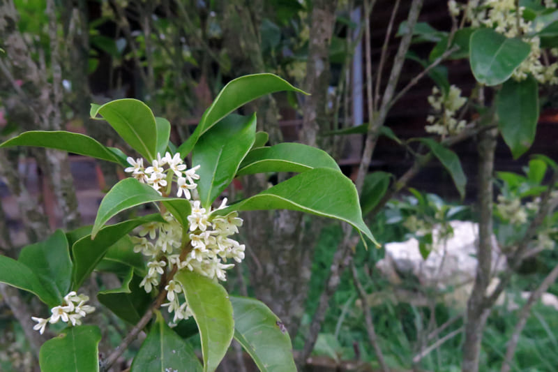 Cây Mok Heuang, ý nghĩa, quả và cách chăm sóc cho nó ra hoa