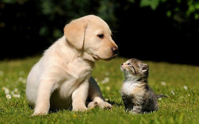 Hình ảnh chó và mèo dễ thương