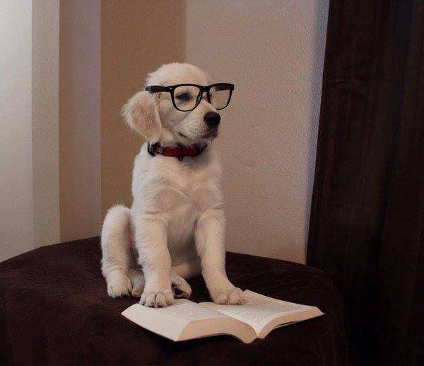 Hình hình ảnh chú chó xem sách cute