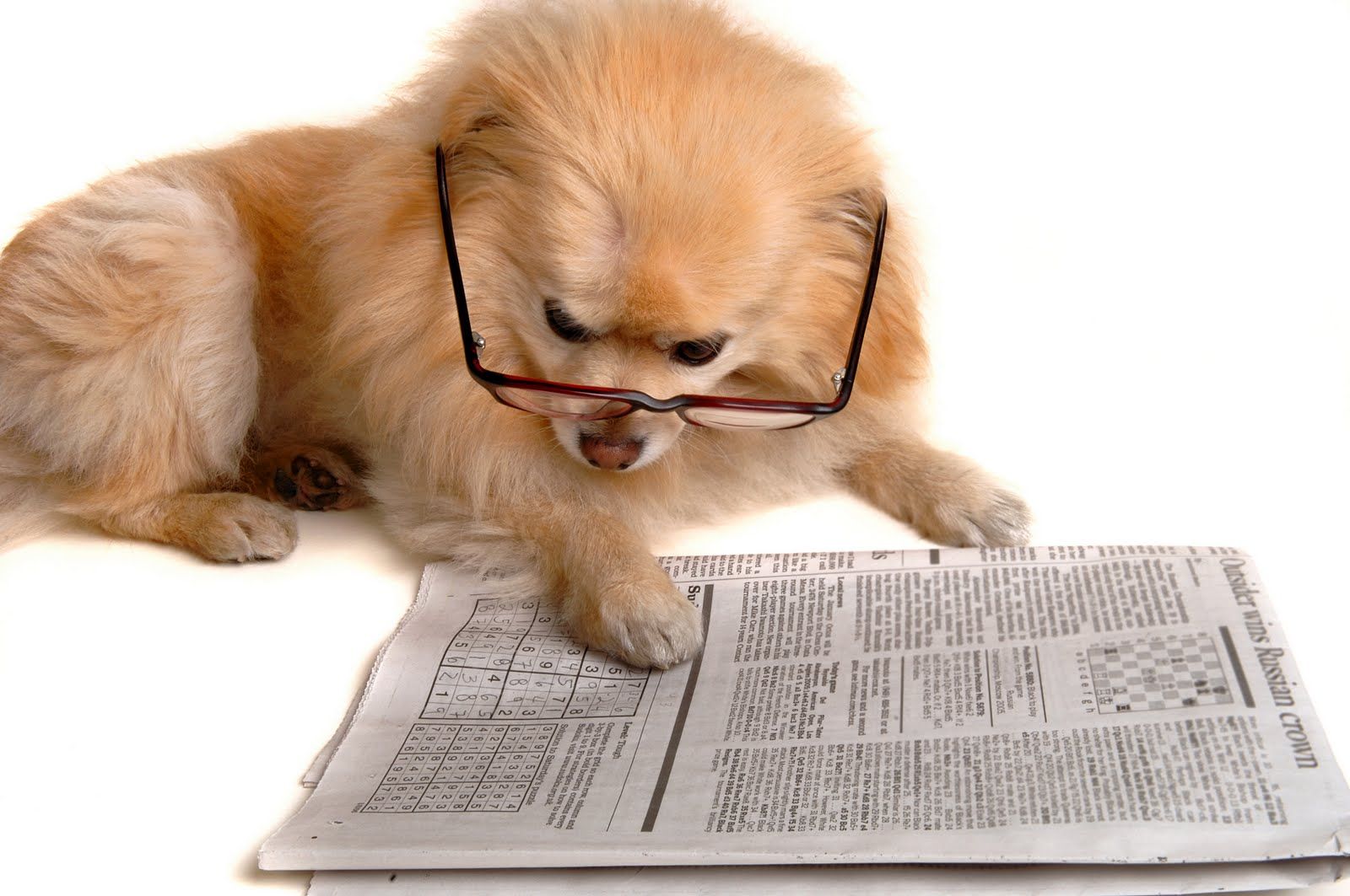 Hình hình ảnh chú chó xem sách dễ dàng thương