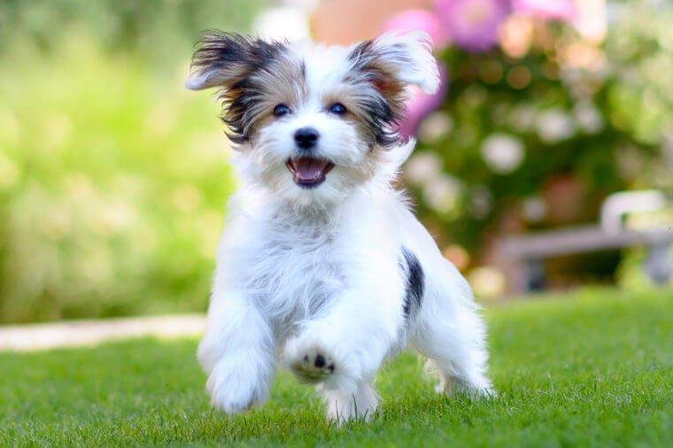 Hình hình ảnh con cái chó hạnh phúc, dễ dàng thương