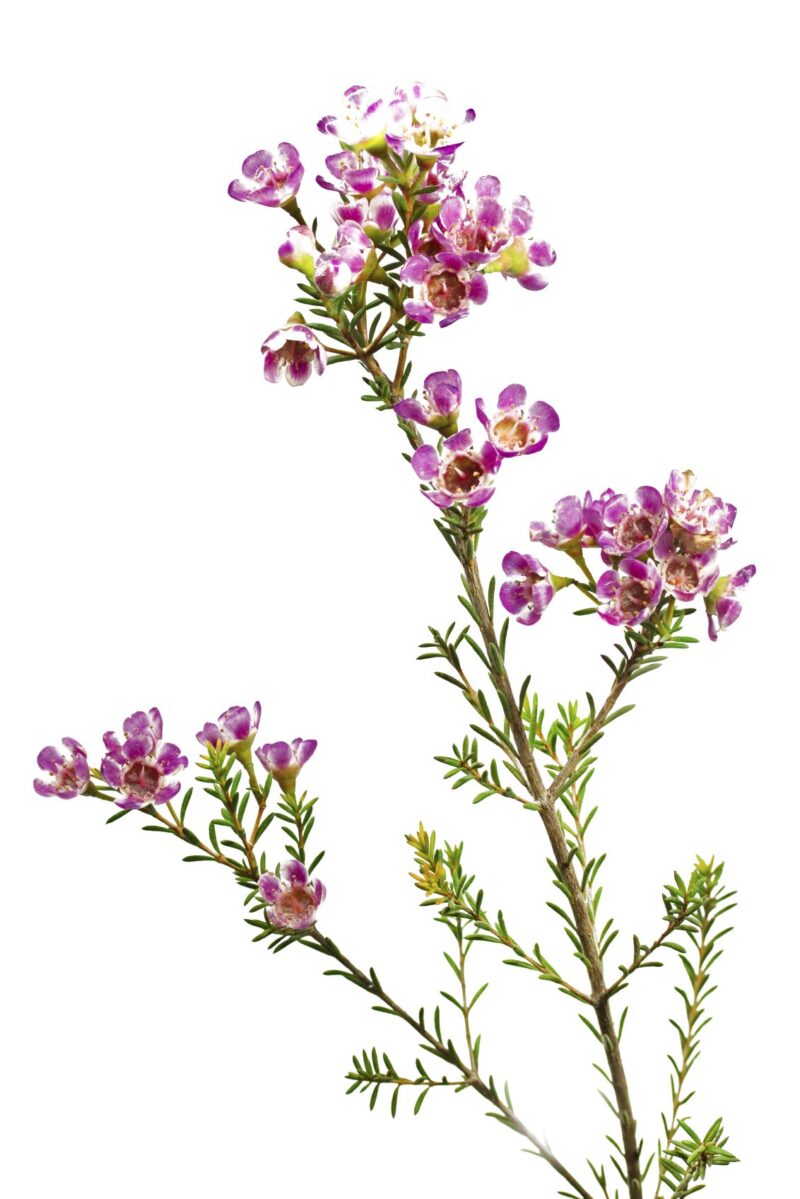 Hoa liễu: ý nghĩa, đặc điểm, cách trồng sao cho đẹp - KHBVPTR CHI