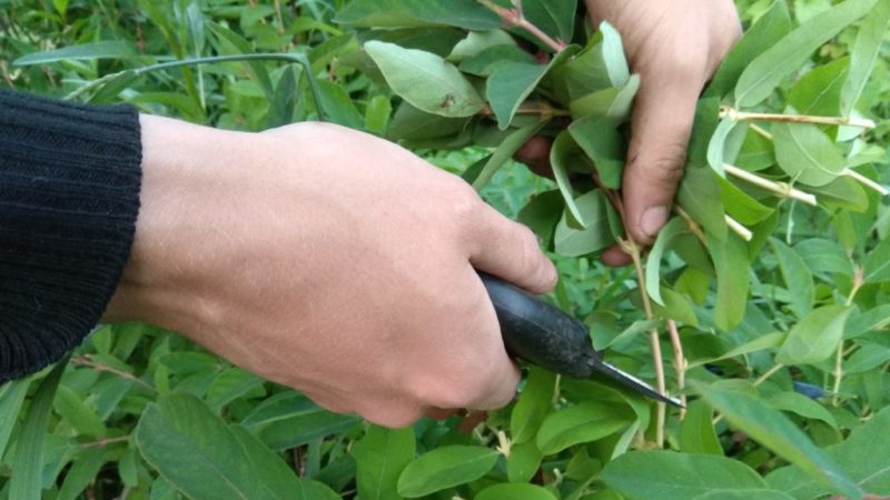 cách dễ nhất từ cây bụi, cách cắt cây kim ngân vào mùa hè, cách nhân giống cây kim ngân trang trí và ăn được sau khi đậu quả