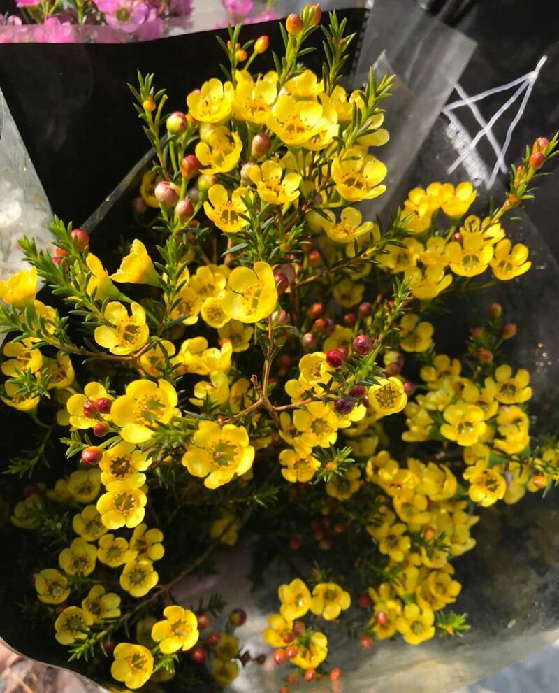 Hoa liễu: ý nghĩa, đặc điểm, cách trồng sao cho đẹp - KHBVPTR CHI