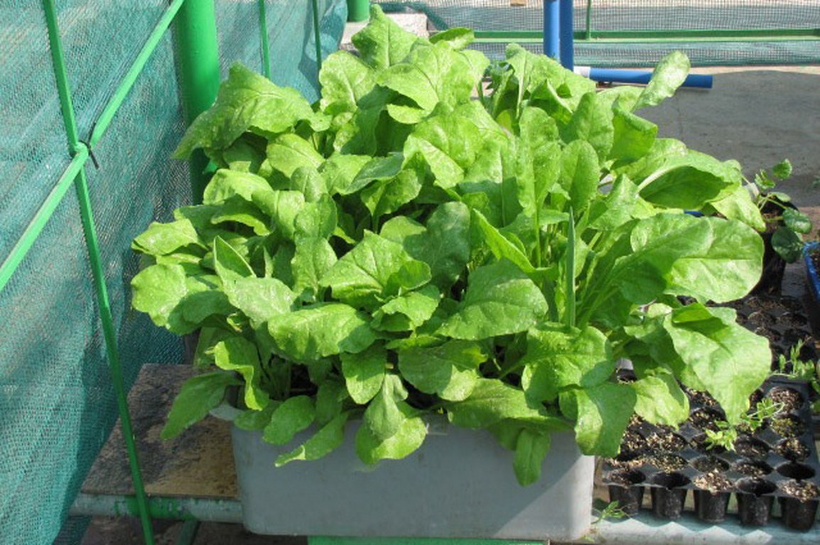 8 loại rau củ thích hợp gieo trồng vào mùa thu, các chị em trồng trong hộp xốp vẫn lên mơn mởn - Ảnh 14.
