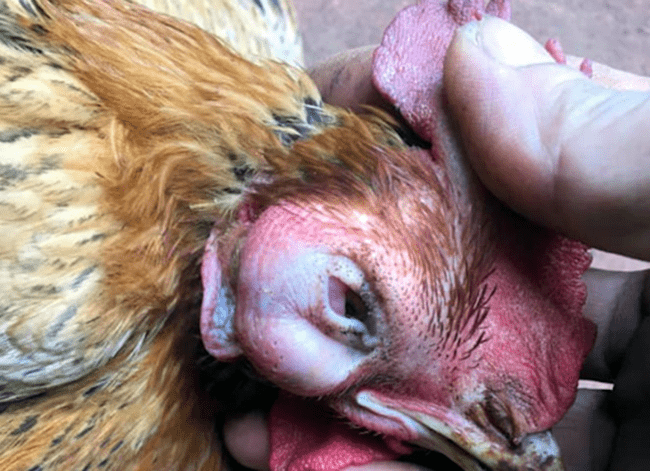 Bệnh Coryza (sổ mũi truyền nhiễm) ở gà
