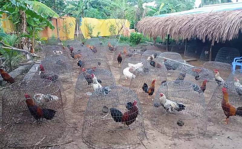 Chữa bệnh lậu ở gà chọi - Phương pháp bảo vệ gà hiệu quả - Thế giới chọi gà
