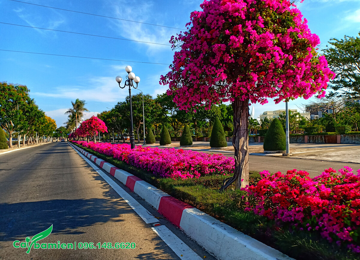 Cây hoa Giấy công trình trồng trên giải phân cách đường phố