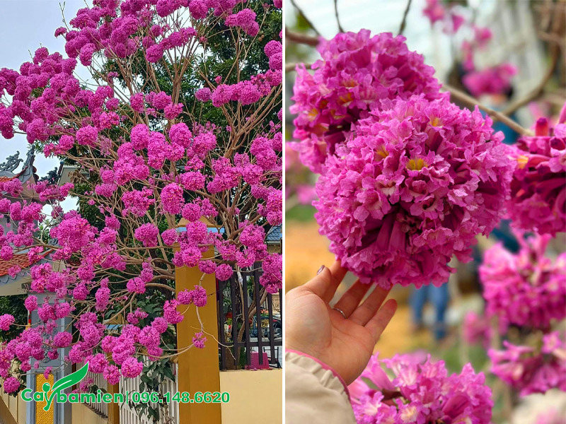 Trồng cây hoa Phong Linh tím trước nhà