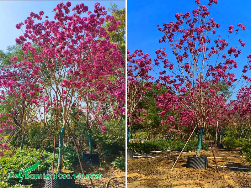 Dưỡng ủ cây Phong Linh tím công trình sẵn hoa nhiều và đẹp